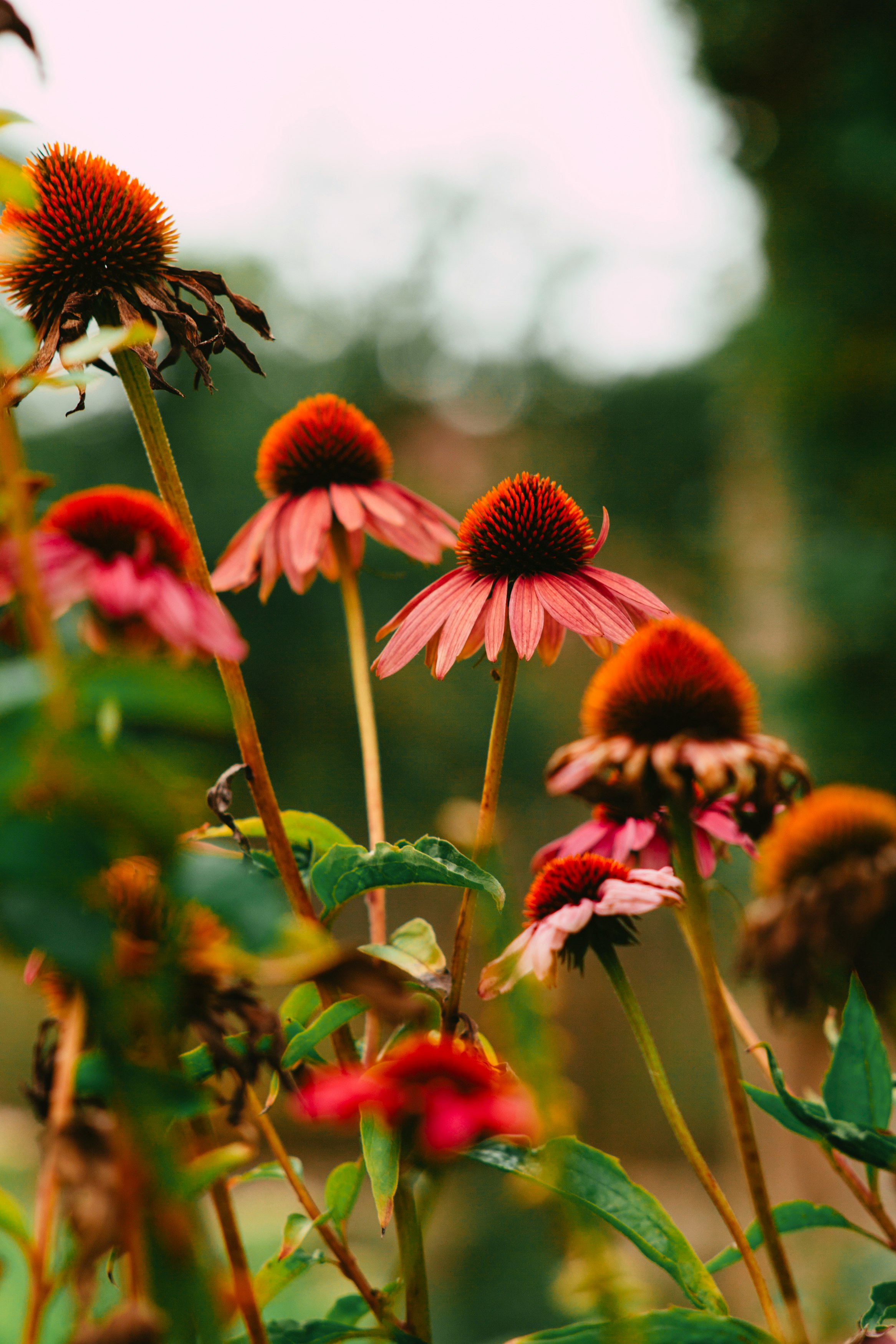 red and yellow flowers in tilt shift lens